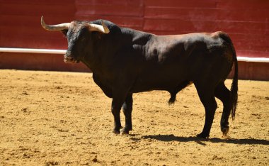 Arena içinde çalışan İspanyol mücadele boğa
