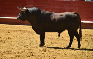 Arena içinde çalışan İspanyol mücadele boğa
