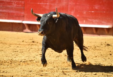 Arena içinde çalışan İspanyol mücadele boğa