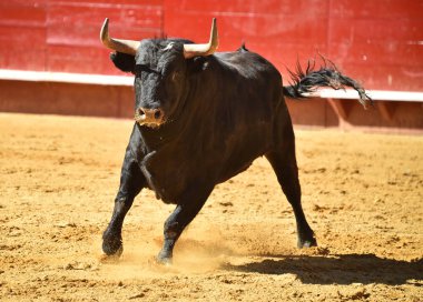 Arena içinde çalışan İspanyol mücadele boğa