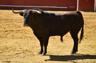 Arena içinde çalışan İspanyol mücadele boğa