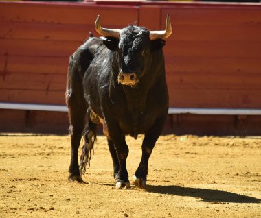Arena içinde çalışan İspanyol mücadele boğa