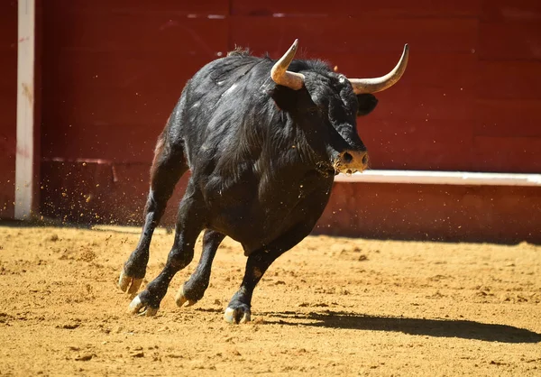 Spanish Fighting Bull Running Bullring — Stock Photo, Image