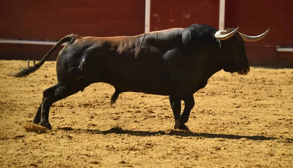 Toro Lucha Español Corriendo Plaza Toros — Foto de Stock