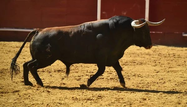 Spanska Striderna Tjuren Kör Tjurfäktningsarena — Stockfoto