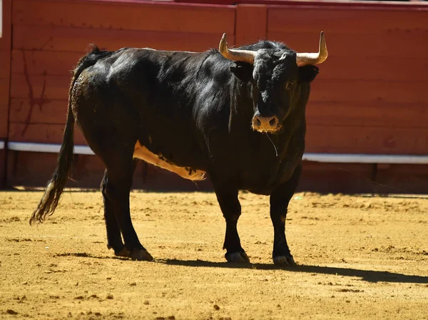 Arena Içinde Çalışan Spanyol Mücadele Boğa — Stok fotoğraf