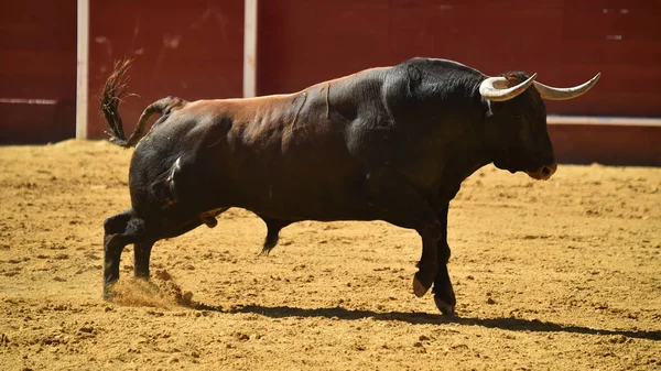 Toro Lucha Español Corriendo Plaza Toros —  Fotos de Stock