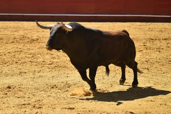 Spagnolo Combattimento Toro Esecuzione Bullring — Foto Stock