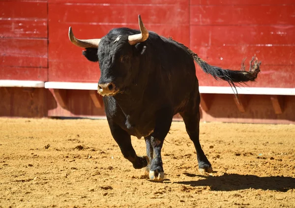 Arena içinde çalışan İspanyol mücadele boğa