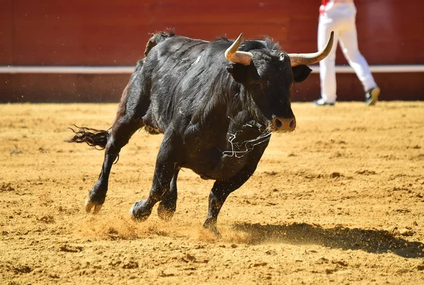 Španělské Bojové Býk Aréně — Stock fotografie