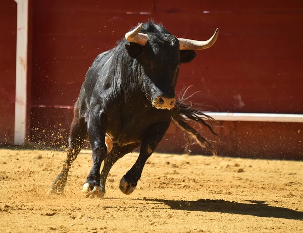 Spanska Striderna Tjuren Kör Tjurfäktningsarena — Stockfoto