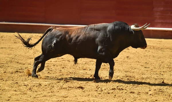 Spanska Striderna Tjuren Kör Tjurfäktningsarena — Stockfoto