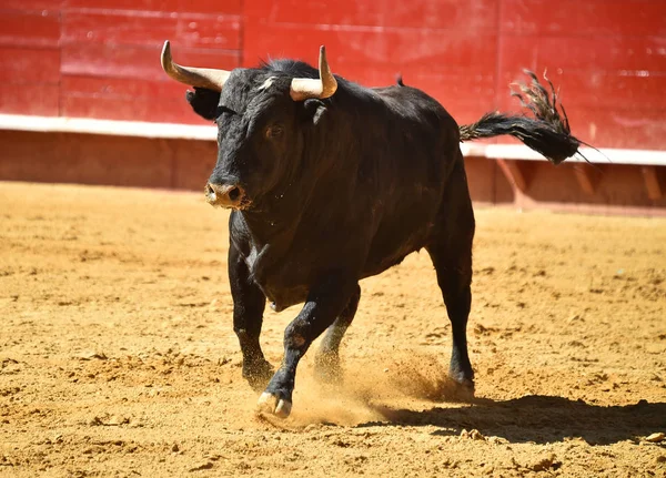 Touro Luta Espanhol Correndo Tournée — Fotografia de Stock