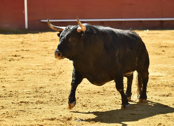 Arena Içinde Çalışan Spanyol Mücadele Boğa — Stok fotoğraf