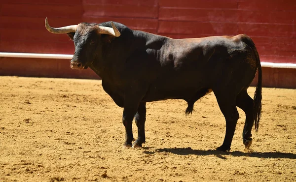 Spanska Striderna Tjuren Kör Tjurfäktningsarena — Stockfoto