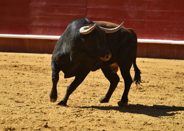 Spanska Striderna Tjuren Kör Tjurfäktningsarena — Stockfoto