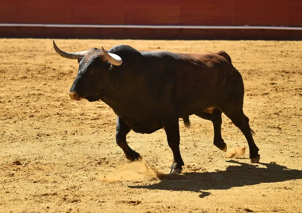 Toro Lucha Español Corriendo Plaza Toros — Foto de Stock