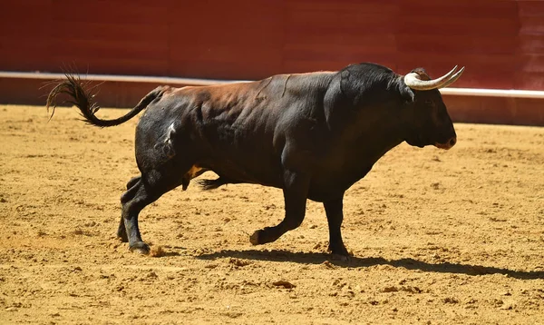 Toro Lucha Español Corriendo Plaza Toros — Foto de Stock