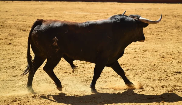 Taureau Combat Espagnol Courant Dans Les Arènes — Photo