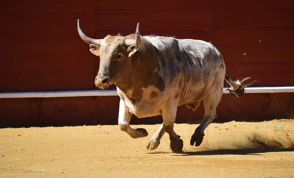 Grande Touro Espanhol Tournée — Fotografia de Stock