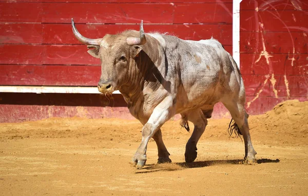 Bullring Büyük Spanyol Boğa — Stok fotoğraf