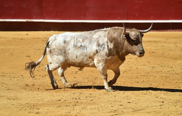 Grande Spagnolo Toro Bullring — Foto Stock