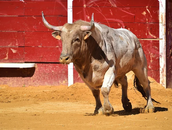 Bullring Büyük Spanyol Boğa — Stok fotoğraf