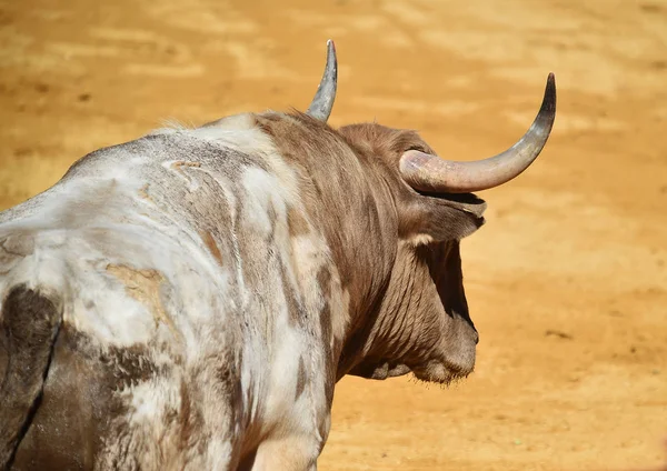 Bullring Büyük Spanyol Boğa — Stok fotoğraf