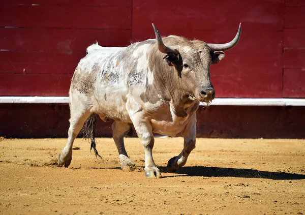 Grande Spagnolo Toro Bullring — Foto Stock