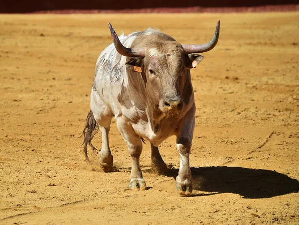 Grande Spagnolo Toro Bullring — Foto Stock