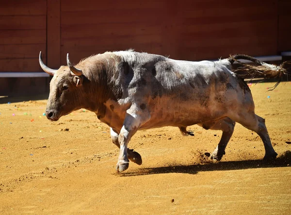 Bullring Büyük Spanyol Boğa — Stok fotoğraf