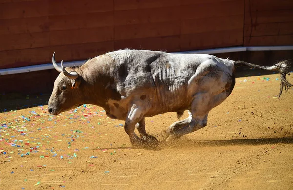 Big Spanish Bull Bullring — Stock Photo, Image