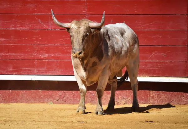 Bullring Büyük Spanyol Boğa — Stok fotoğraf