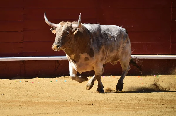 Bullring Büyük Spanyol Boğa — Stok fotoğraf