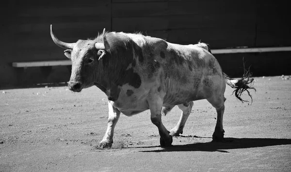 Velký Španělský Býk Býčím Kruhu — Stock fotografie