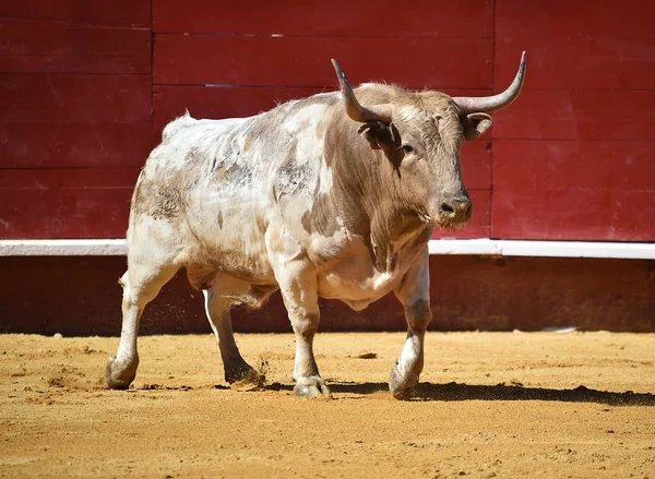 Grande Touro Espanhol Tournée — Fotografia de Stock