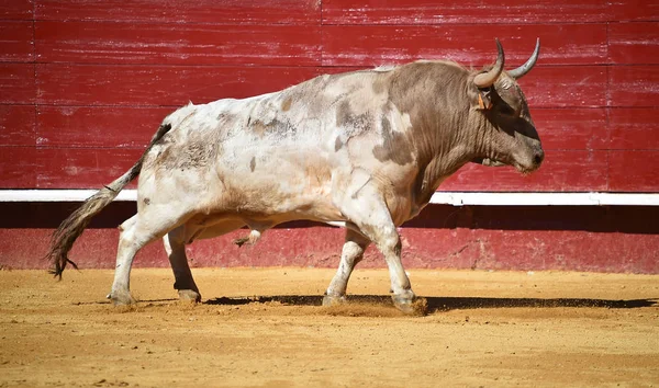 Gran Toro Español Plaza Toros —  Fotos de Stock