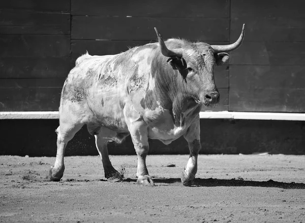 Velký Španělský Býk Býčím Kruhu — Stock fotografie