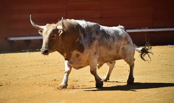 Grande Spagnolo Toro Bullring — Foto Stock