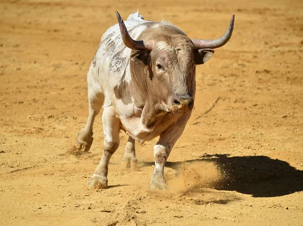 Big Spanish Bull Bullring — Stock Photo, Image