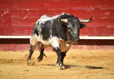 Bullring İspanyol mücadele boğa