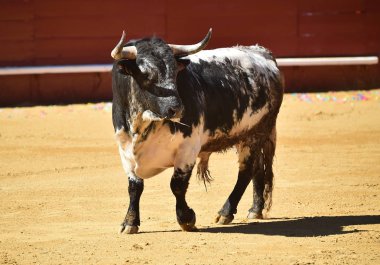 Bullring İspanyol mücadele boğa