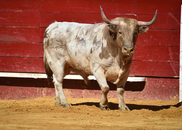 Taureau Combat Espagnol Arène — Photo