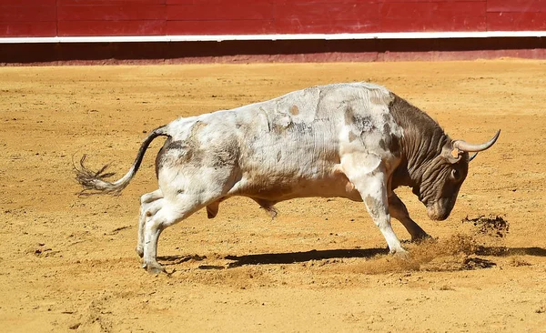 Spagnolo Combattimento Toro Bullring — Foto Stock