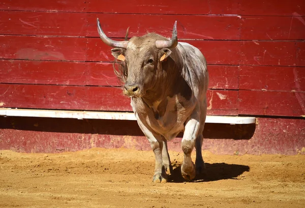 Spagnolo Combattimento Toro Bullring — Foto Stock