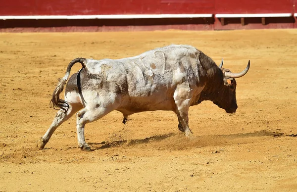 Spagnolo Combattimento Toro Bullring — Foto Stock