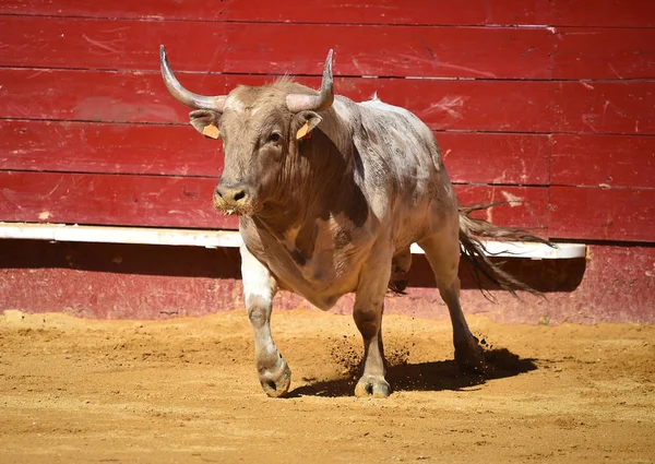 Taureau Combat Espagnol Arène — Photo