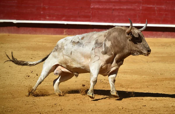 スペイン闘牛場で牛 — ストック写真