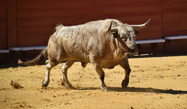 Spanish Fighting Bull Bullring — Stock Photo, Image