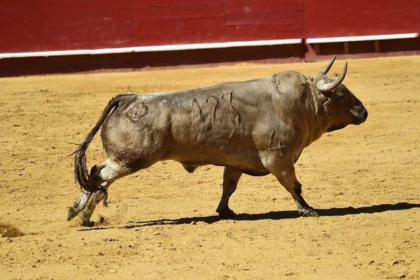 Toro Lucha Español Plaza Toros — Foto de Stock